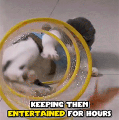 Kitty Spiral PlayHunt Tunnel